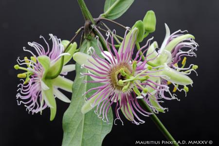 Passiflora cochinchInensis | La Collezione Italiana di Maurizio Vecchia