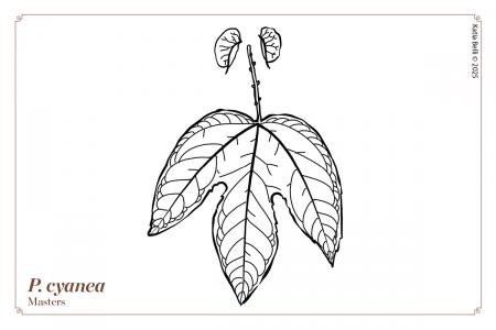 Passiflora cyanea | The Italian Collection of Maurizio Vecchia