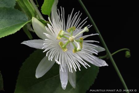 Passiflora malacophylla | The Italian Collection of Maurizio Vecchia