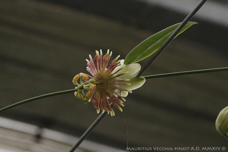 Passiflora <i>pittieri</i> | The Italian National Collection of Passiflora | Maurizio Vecchia