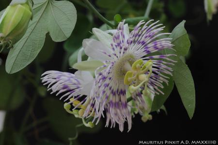 Passiflora <i>tucumanensis</i> | The Italian National Collection of Passiflora | Maurizio Vecchia
