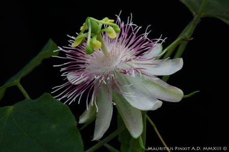 Passiflora <i> resticulata</i> | The Italian National Collection of Passiflora | Maurizio Vecchia