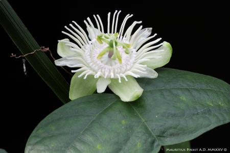 Passiflora saxicola | La Collezione Italiana di Maurizio Vecchia