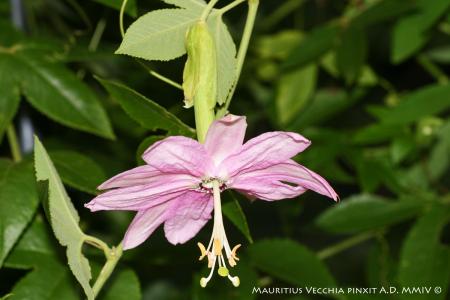 Passiflora <i>tripartita </i>var. <i>mollissima</i> | The Italian National Collection of Passiflora | Maurizio Vecchia