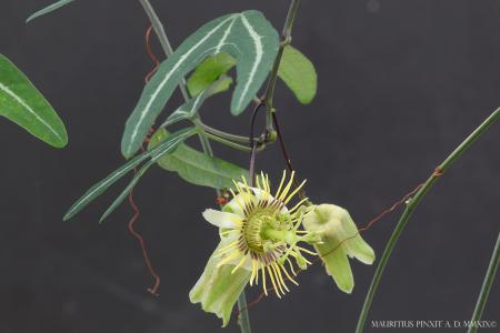 Passiflora <i>xishuangbannaensis</i> | The Italian National Collection of Passiflora | Maurizio Vecchia