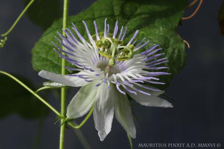 Passiflora foetida var. oaxacana | La Collezione Italiana di Maurizio Vecchia
