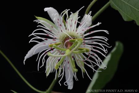 Passiflora <i> campanulata</i> | The Italian National Collection of Passiflora | Maurizio Vecchia