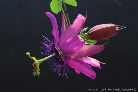Passiflora 'Pretty Tina' | La Collezione Nazionale Italiana di Passiflora | Maurizio Vecchia