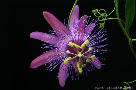 Passiflora  'Giulietta' | La Collezione Nazionale Italiana di Passiflora | Maurizio Vecchia