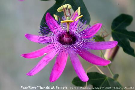 Passiflora 'Thuraia' | The Italian National Collection of Passiflora | Maurizio Vecchia