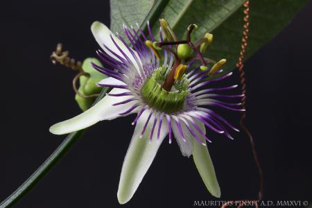 Passiflora <i>kingmai</i> | The Italian National Collection of Passiflora | Maurizio Vecchia