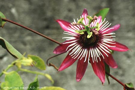 Passiflora x <i>violacea</i> 'Atropurpurea' | The Italian National Collection of Passiflora | Maurizio Vecchia
