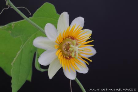 Passiflora holosericea (Costa Rica) | La Collezione Italiana di Maurizio Vecchia