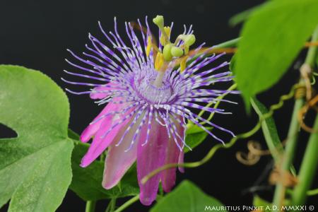 Passiflora 'Fata Violetta' | La Collezione Nazionale Italiana di Passiflora | Maurizio Vecchia
