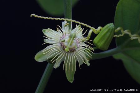 Passiflora <i> truncata</i> | The Italian National Collection of Passiflora | Maurizio Vecchia