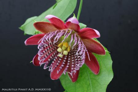 Passiflora  alata 'Linhares' | The Italian National Collection of Passiflora | Maurizio Vecchia