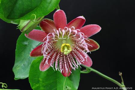 Passiflora  alata 'Linhares' | La Collezione Nazionale Italiana di Passiflora | Maurizio Vecchia