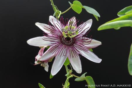 Passiflora  P. 'Klara' | The Italian National Collection of Passiflora | Maurizio Vecchia