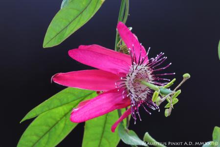 Passiflora  P. 'Esplendor' | The Italian National Collection of Passiflora | Maurizio Vecchia
