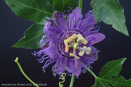 Passiflora  'Plavalaguna' | The Italian National Collection of Passiflora | Maurizio Vecchia