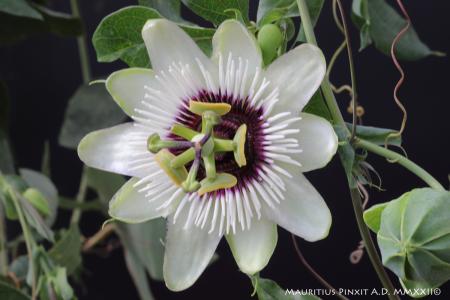 Passiflora caerulea beauty of hannover | La Collezione Italiana di Maurizio Vecchia