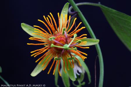 Passiflora Sunburst | La Collezione Italiana di Maurizio Vecchia