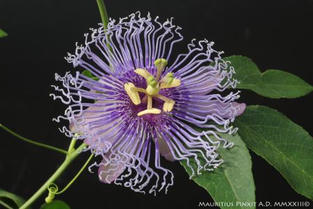 Passiflora 'Mille Regretz' | The Italian National Collection of Passiflora | Maurizio Vecchia