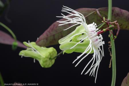 Passiflora leptoclada | La Collezione Italiana di Maurizio Vecchia