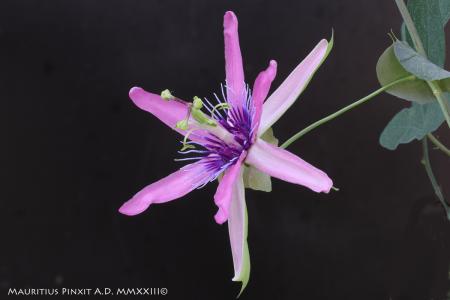 Passiflora santa lucia | La Collezione Italiana di Maurizio Vecchia