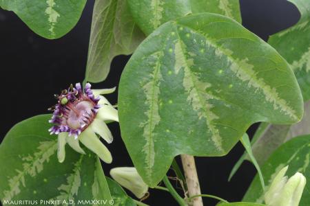 Passiflora porophylla 'Mariana' | The Italian National Collection of Passiflora | Maurizio Vecchia