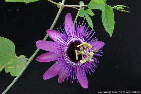 Passiflora  'Monika Fischer' | The Italian National Collection of Passiflora | Maurizio Vecchia