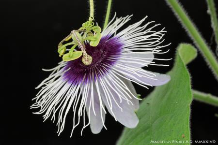 Passiflora  menispermifolia (f. Colombia) | La Collezione Nazionale Italiana di Passiflora | Maurizio Vecchia