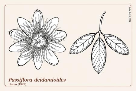 Passiflora  P. deidamioides | The Italian National Collection of Passiflora | Maurizio Vecchia