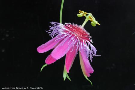 Passiflora  P. 'Alexia' | La Collezione Nazionale Italiana di Passiflora | Maurizio Vecchia