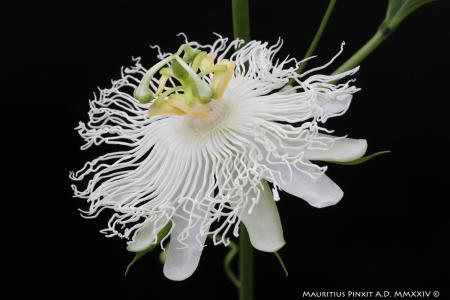 Passiflora  incarnata 'Snowstar' | The Italian National Collection of Passiflora | Maurizio Vecchia