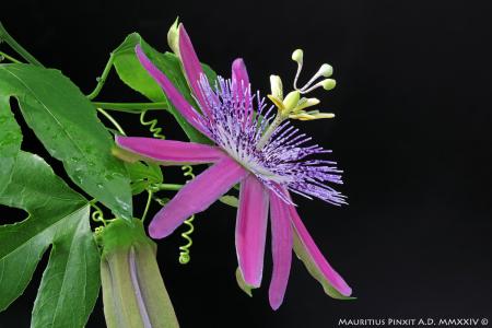 Passiflora 'La Stravaganza' | The Italian National Collection of Passiflora | Maurizio Vecchia