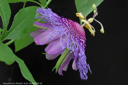 Passiflora 'Ultravioletta' | The Italian National Collection of Passiflora | Maurizio Vecchia