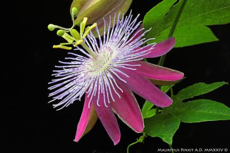 Le specie e gli ibridi del sottogenere Passiflora di M. Vecchia