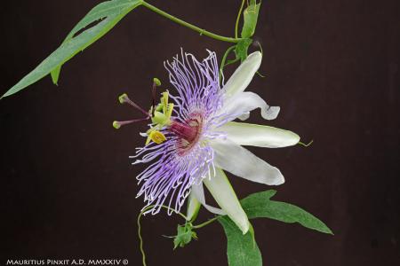 Passiflora  'Dolcemente' | The Italian National Collection of Passiflora | Maurizio Vecchia