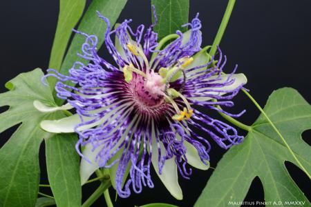 Passiflora badinerie | Ibrido Collezione Italiana di Maurizio Vecchia