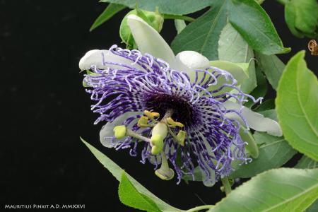 Passiflora &nbsp;'Zancle' | La Collezione Nazionale Italiana di Passiflora | Maurizio Vecchia