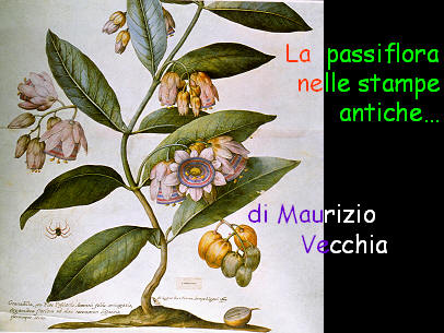Passiflora, lectures and screenings by Maurizio Vecchia