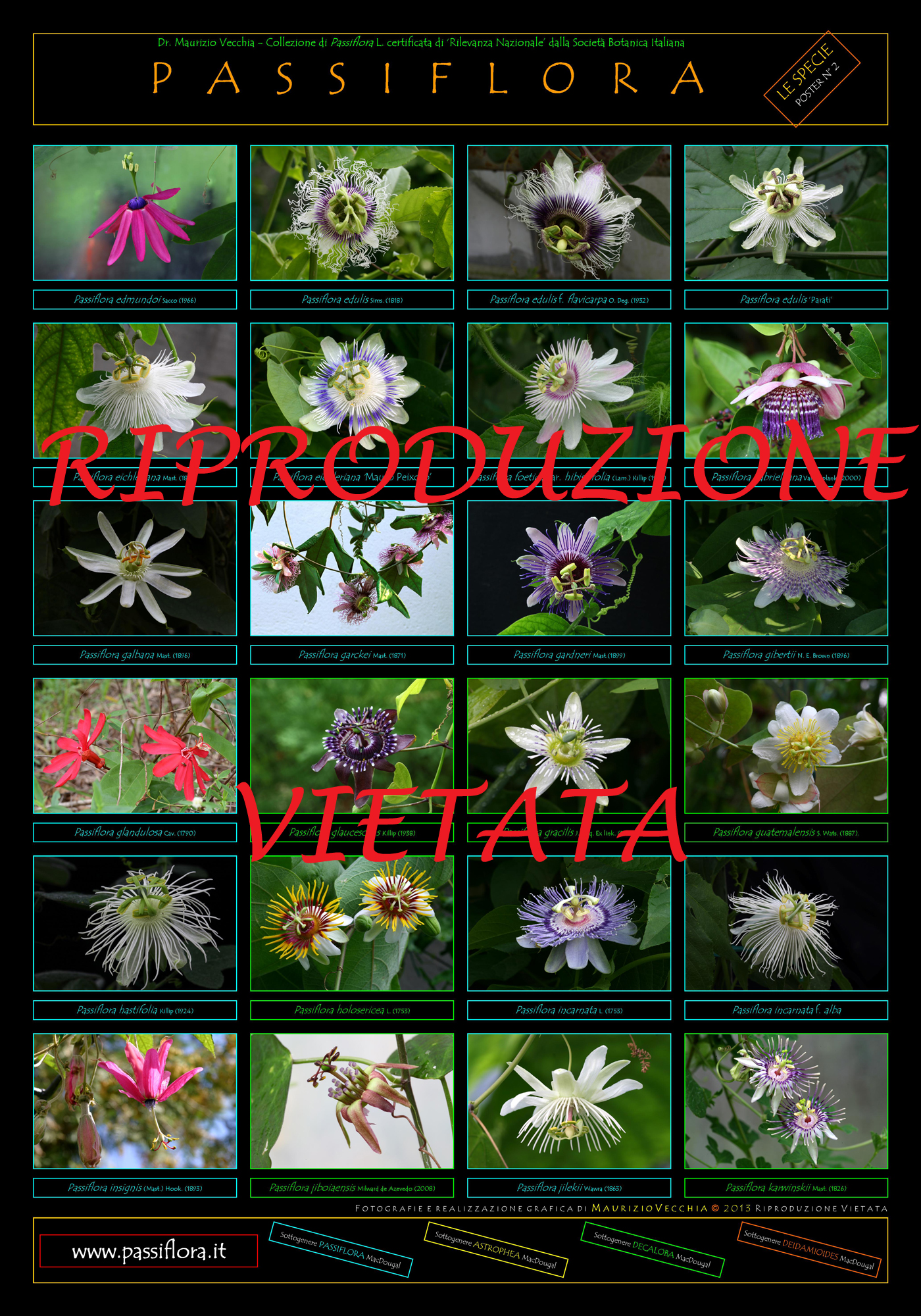 Poster Passiflora | Collezione Nazionale Italiana di M. Vecchia
