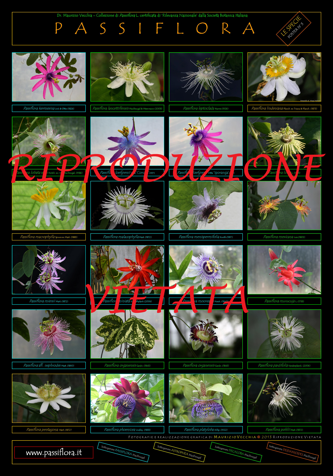Poster Passiflora | Collezione Nazionale Italiana di M. Vecchia