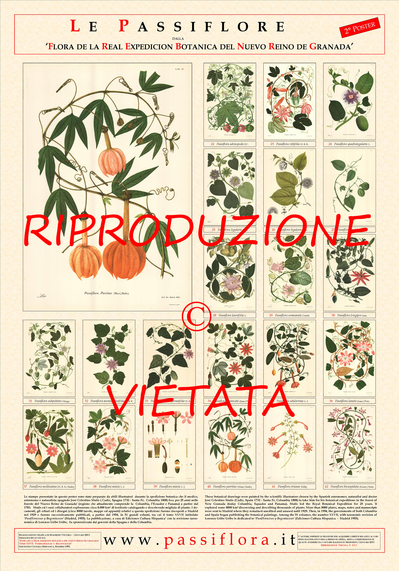 Passiflora Poster | Italian National Collection of M. Vecchia